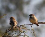 Bird watching in Nilgiris